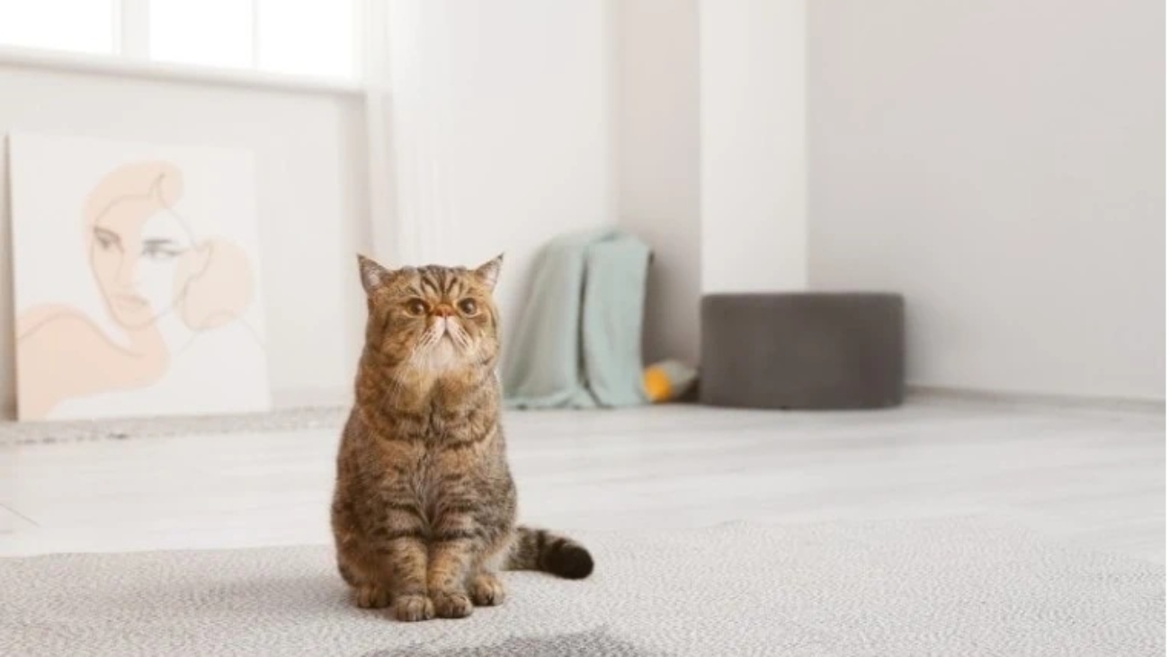 dorrinpetshop.com-15-1-1403-1